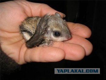 Майкл Дункан скончался.