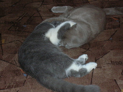 Коты, кошки, котята