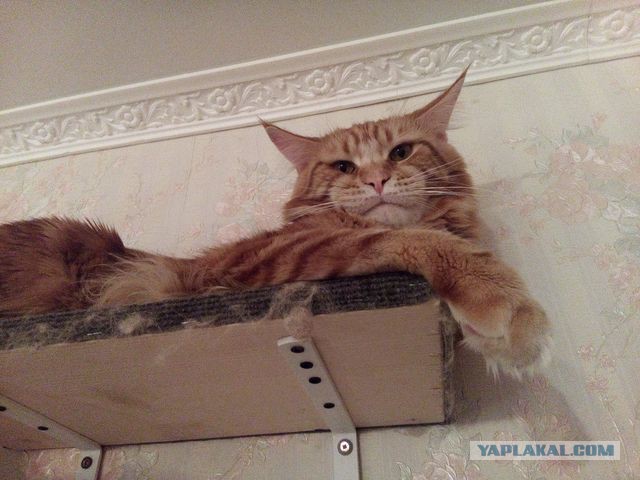 Котовторник 26.01.2016