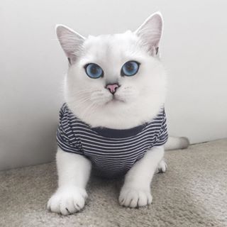 12 самых популярных котов интернета