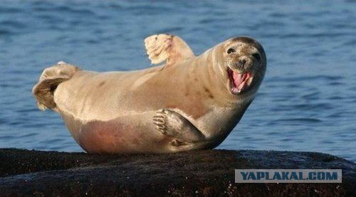 ТОП 7 ножей для скрытого ношения
