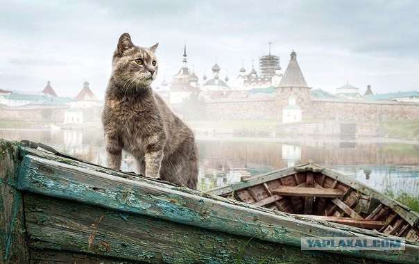 Прикольные картинки и демотиваторы