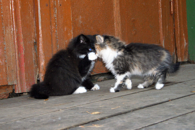 Коты, кошки, котята