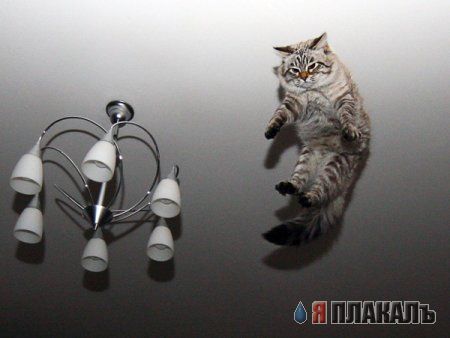 Котовторник!
