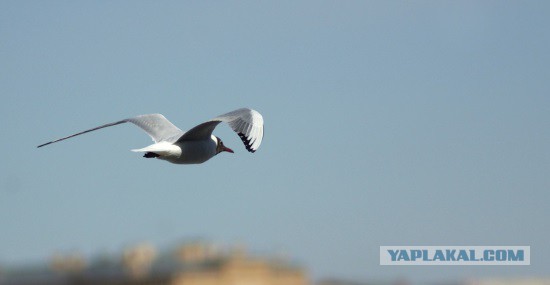 Каких птиц вы видите в городе?