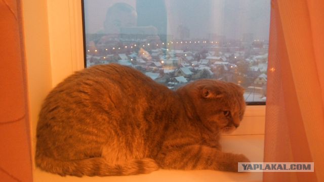 Котовторник 01.11.2016 г.
