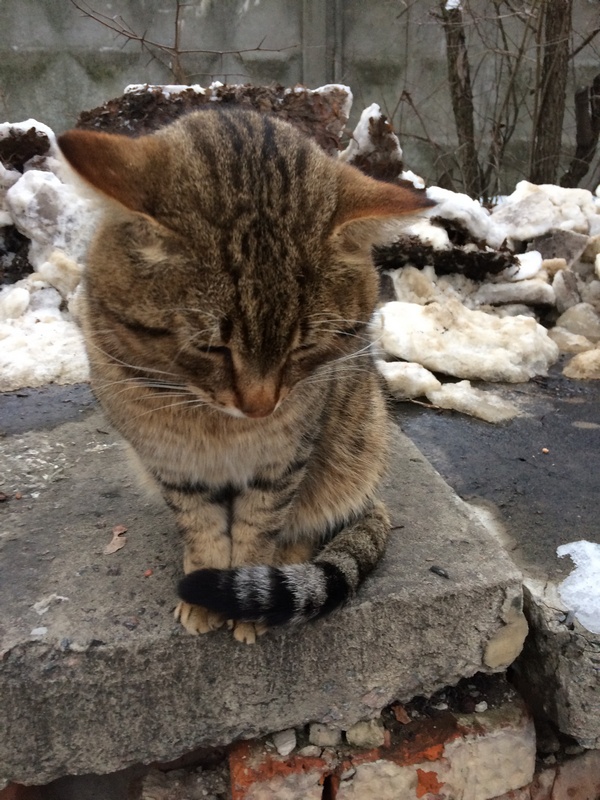 Котовторник 27.12.2016