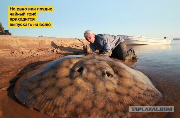 Абсурд и нарко трэш на новую неделю