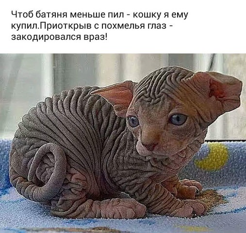 20 злобных животных, которым лучше не переходить дорогу