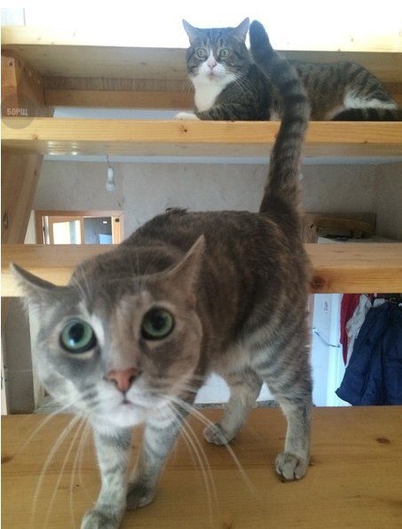 Коты и Кошки