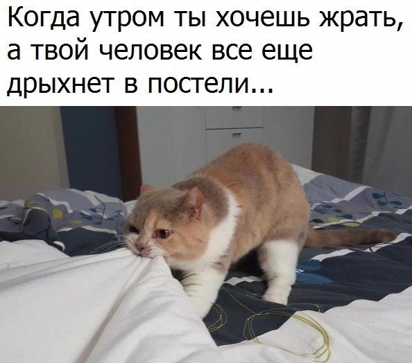 Коты и Кошки