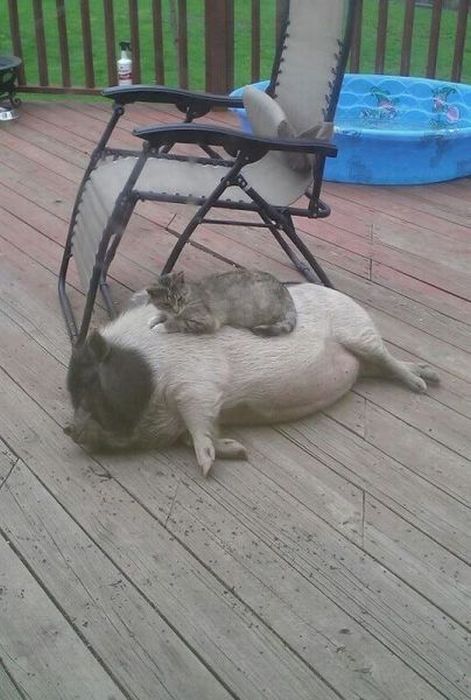 Коты и Кошки