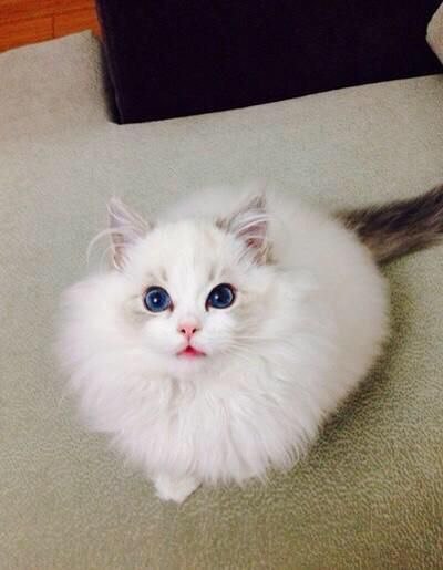 Коты и Кошки