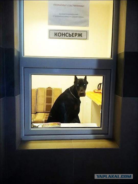 Смешные объявления, вывески и реклама