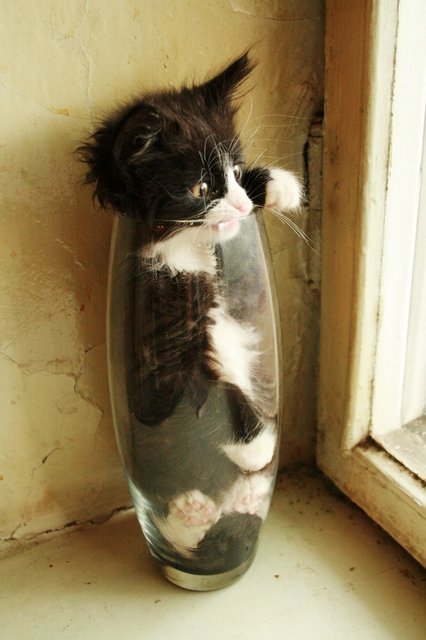 Коты и Кошки
