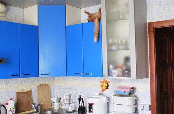 24 кота, которые подняли дерзость на новый уровень