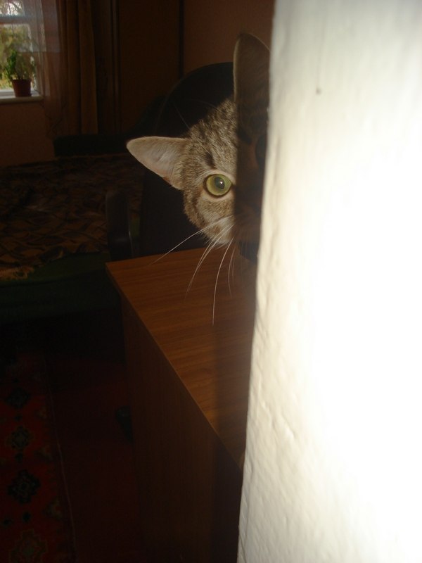 Коты и Кошки