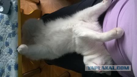 Как спят наши странные коты
