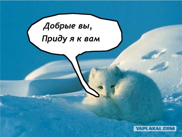 Для «друзей Путина» наступили черные дни