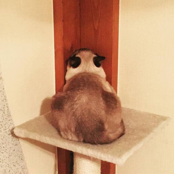 Тридцать причин обменять жену на котейку.