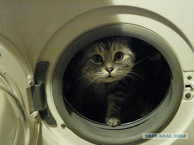 Котовторник на ЯПлакалъ (27.05.08), прикольные коты, добавляем свои!