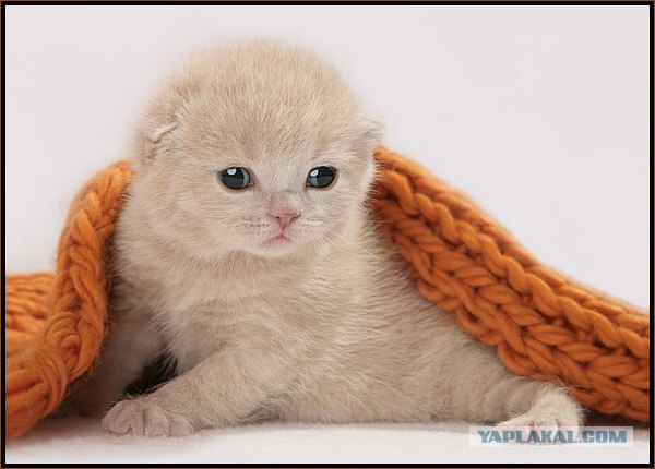 Даёшь Котовторник на ЯПе! (29.07.08)