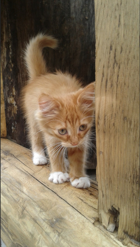 Немного милоты