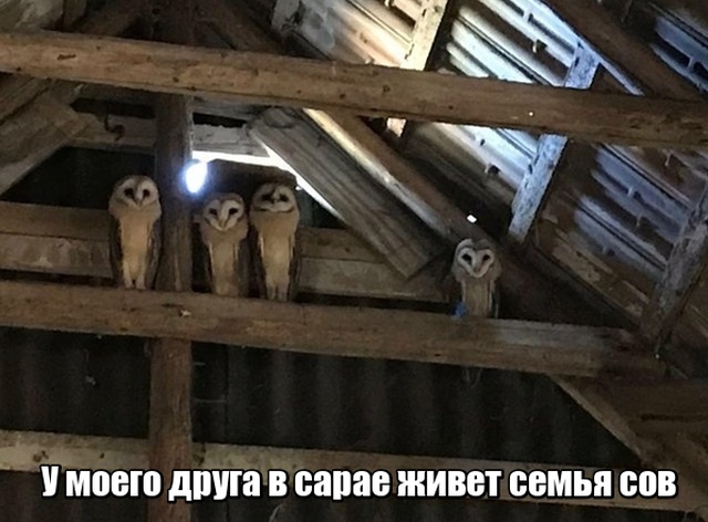 Прикольные картинки абавсём
