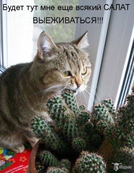 Котовторник (31.01.2012)
