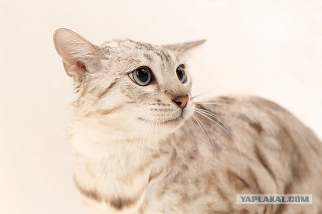 Котовторник  от 3.04.2012