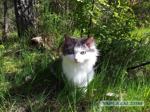 Котовторник 30.10.2012