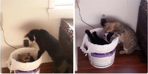 Прикольных котов пост