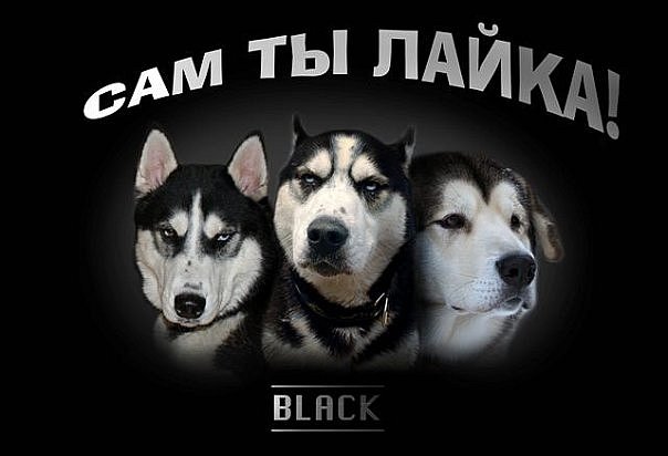 Немецкие овчарки защищают малышей