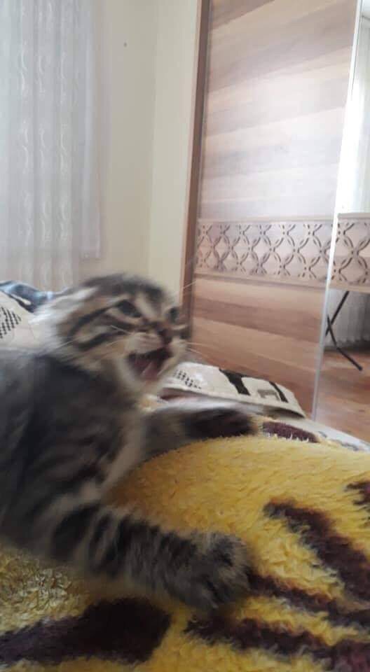 Забавные фото котеек