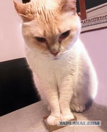 Коты и коробки созданы друг для друга
