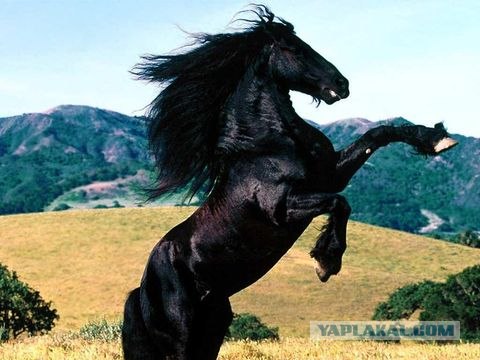 Лошали и спорт