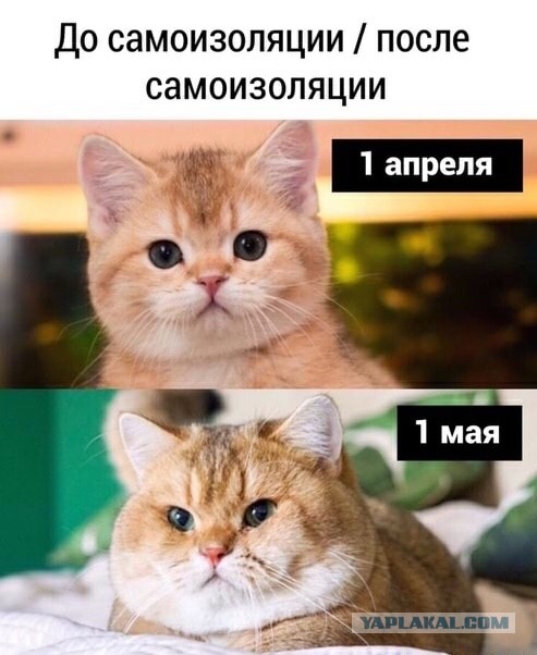 Откровение плохого папы
