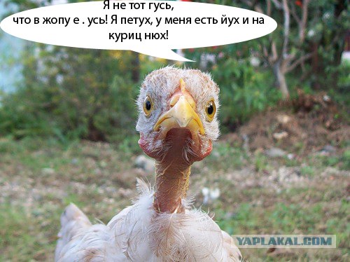 Фотожаба: Цыпа