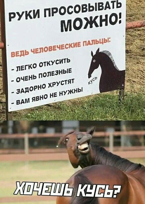 Чемпионат мира по кусю