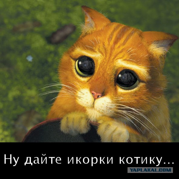 Выиграй 3кг черной икры!