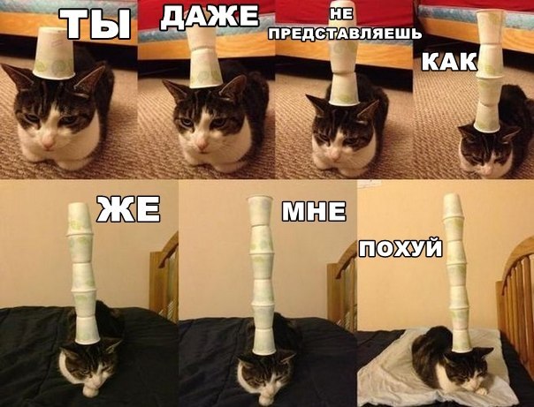 Картинки с надписями и котами