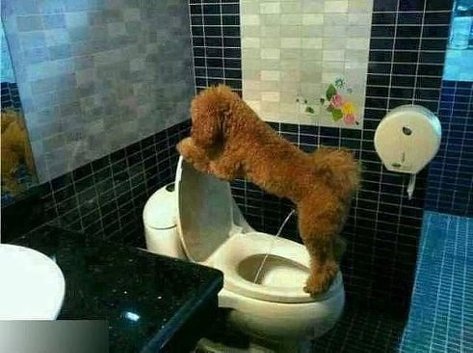 Жизнь домашнего приюта для котеек 361