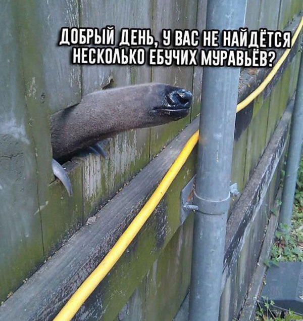 Картинки для тех, кто похмелился