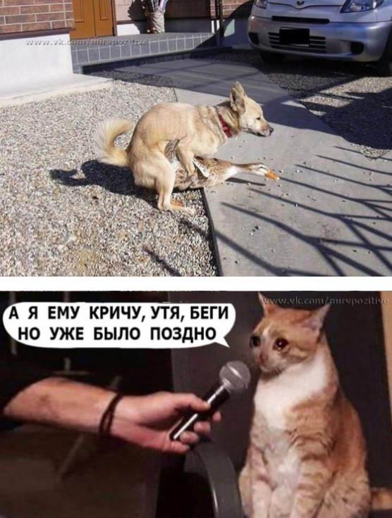 Немного мемчиков. Для взрослых 18+. Часть 5