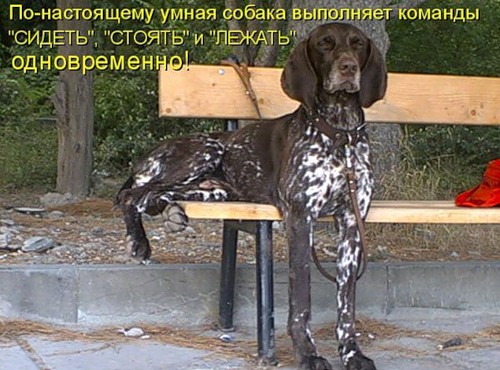 Мемасы из мемори