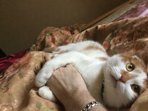 ЯПовцы, беда с котейкой