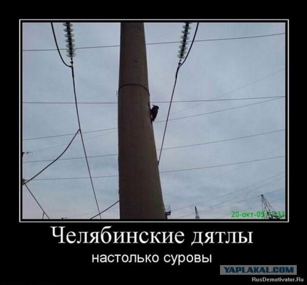 Дятлы