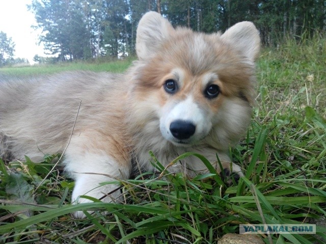 Завели щенка Корги