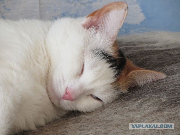 Котовторник 8.10.2013