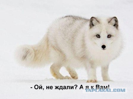 У любой вежливости есть предел